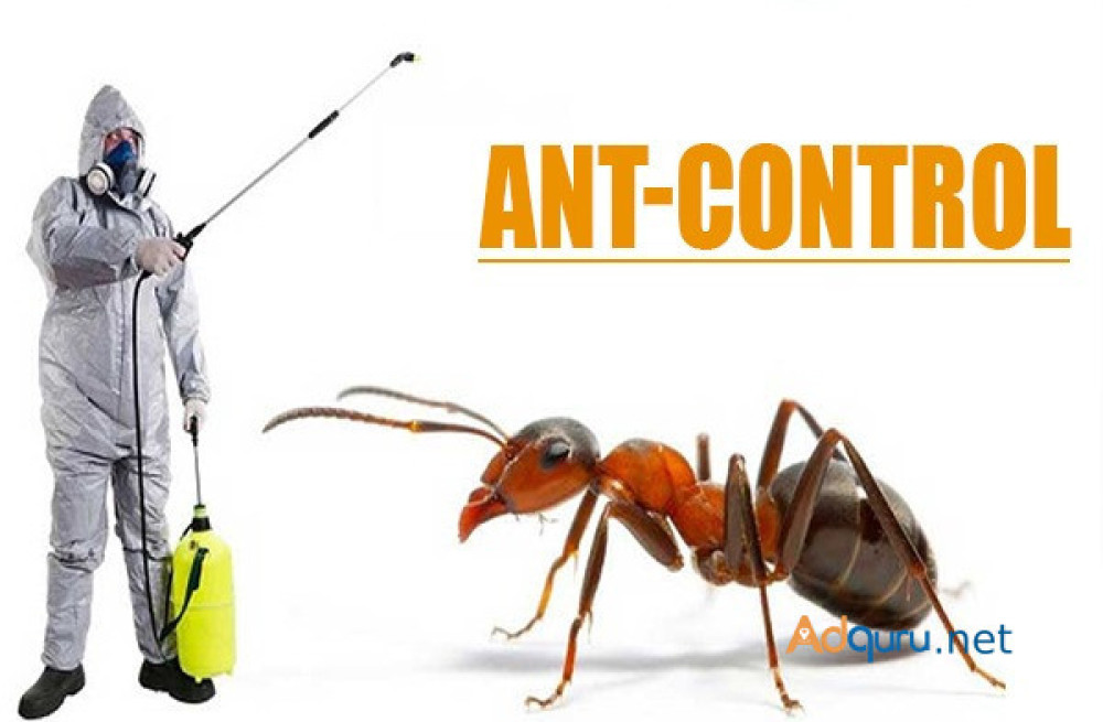 say-goodbye-to-ants-with-our-dubai-pest-control-dubai-big-0