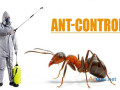 say-goodbye-to-ants-with-our-dubai-pest-control-dubai-small-0