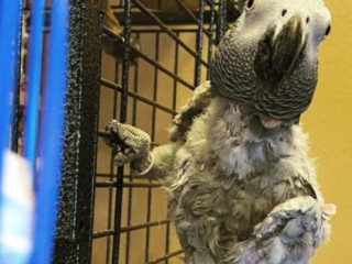 African Grey Jordi for sale=