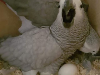 Young African Grey Parrots for Sale=