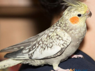 Cockatiel Pearl for Sale=