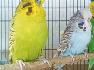 English Budgie for Sale=