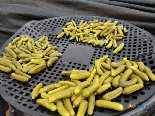 Trusted Gherkin Suppliers in India Top Quality