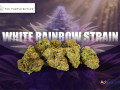 best-online-dispensary-canada-small-2