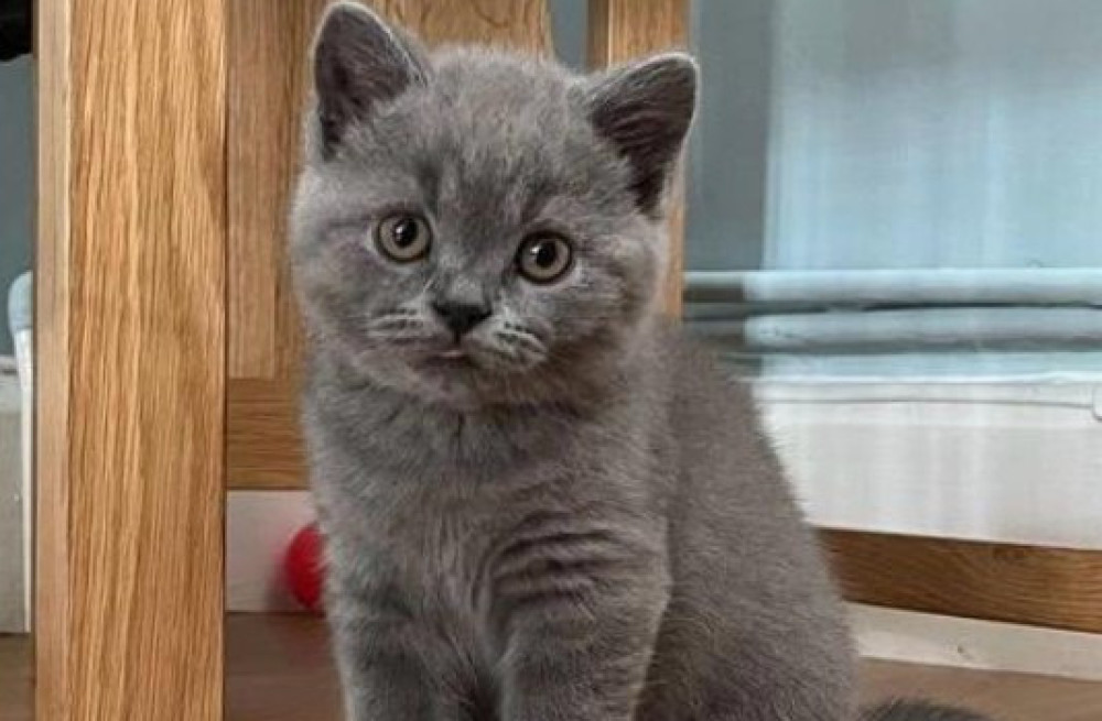 gorgeous-british-short-hair-kittens-available-now-big-1