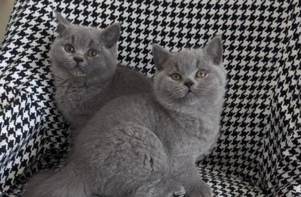 gorgeous-british-short-hair-kittens-available-now-big-0