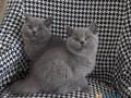 gorgeous-british-short-hair-kittens-available-now-small-0