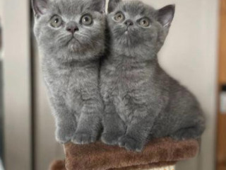 Gorgeous British Short Hair Kittens Available Here!!