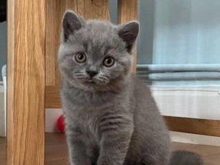 Cute British Short Hair Kittens Available=