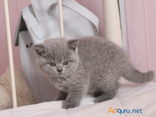 British Shorthair Abby.