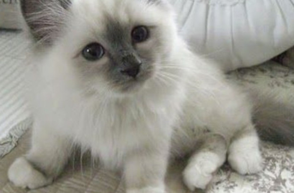 excellent-ragdoll-kitten-alfie-big-0