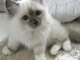 Excellent Ragdoll Kitten Alfie.