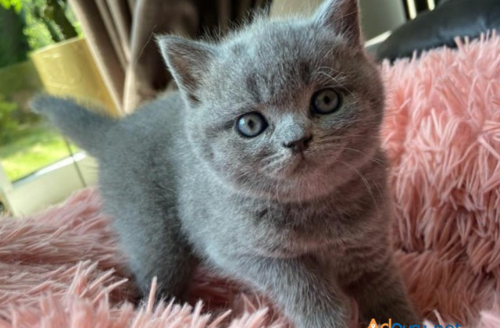 nice-british-shorthair-bella-big-0