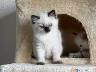 Cute Ragdoll Kitten Bobby!