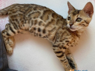 Buy Bengal Kitten Chewbacca=