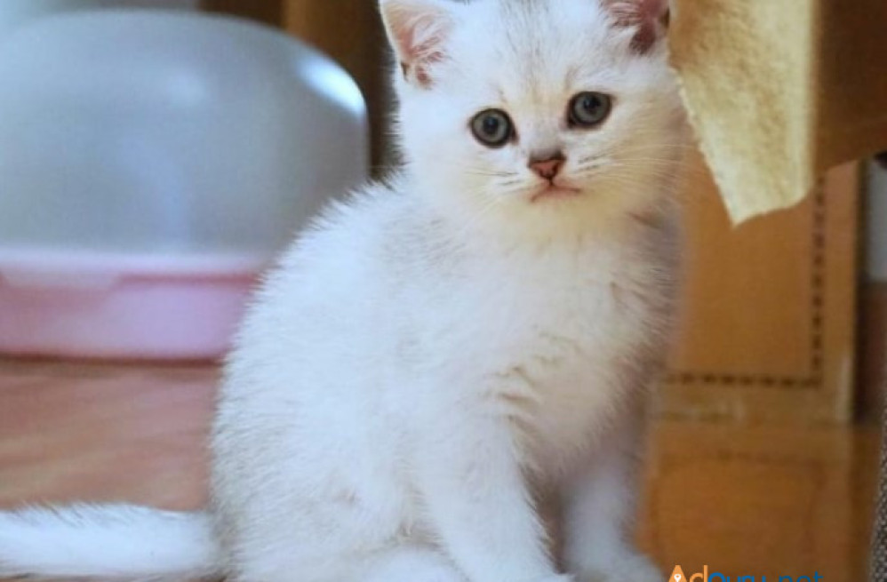 purchase-british-shorthair-cleo-big-0