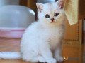 purchase-british-shorthair-cleo-small-0