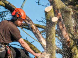 Commercial Tree Removal Services: Professional and Efficient Tree Care