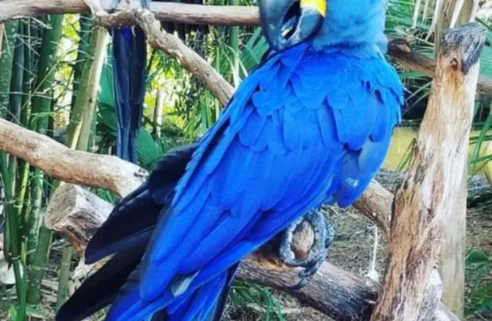 adorable-hyacinth-macaws-for-sale-big-0