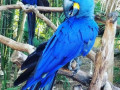 adorable-hyacinth-macaws-for-sale-small-0