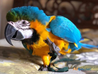 Blue and Gold Macaw ALEX=