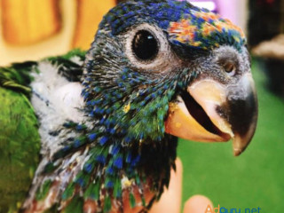 Baby Blue Headed Pionus Parrot=