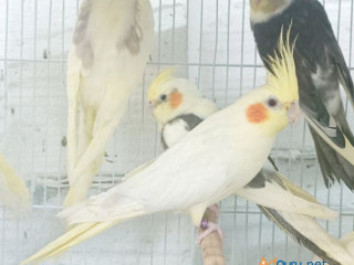 Buy Cockatiel Yellow[]