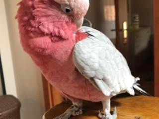 Rose-Breasted Galah Cockatoos for Sale=