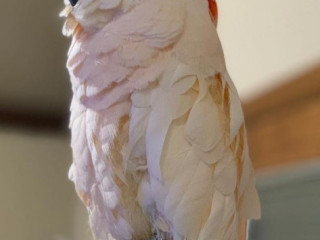 Moluccan Cockatoo(Salman Crested Cockatoos) for Sale=