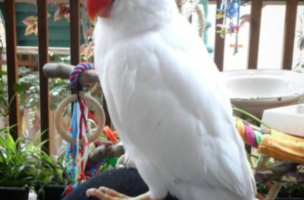 buy-ara-parakeet-parrot-big-0