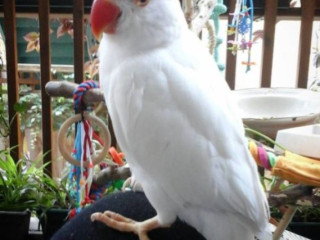 Buy ARA – Parakeet Parrot=