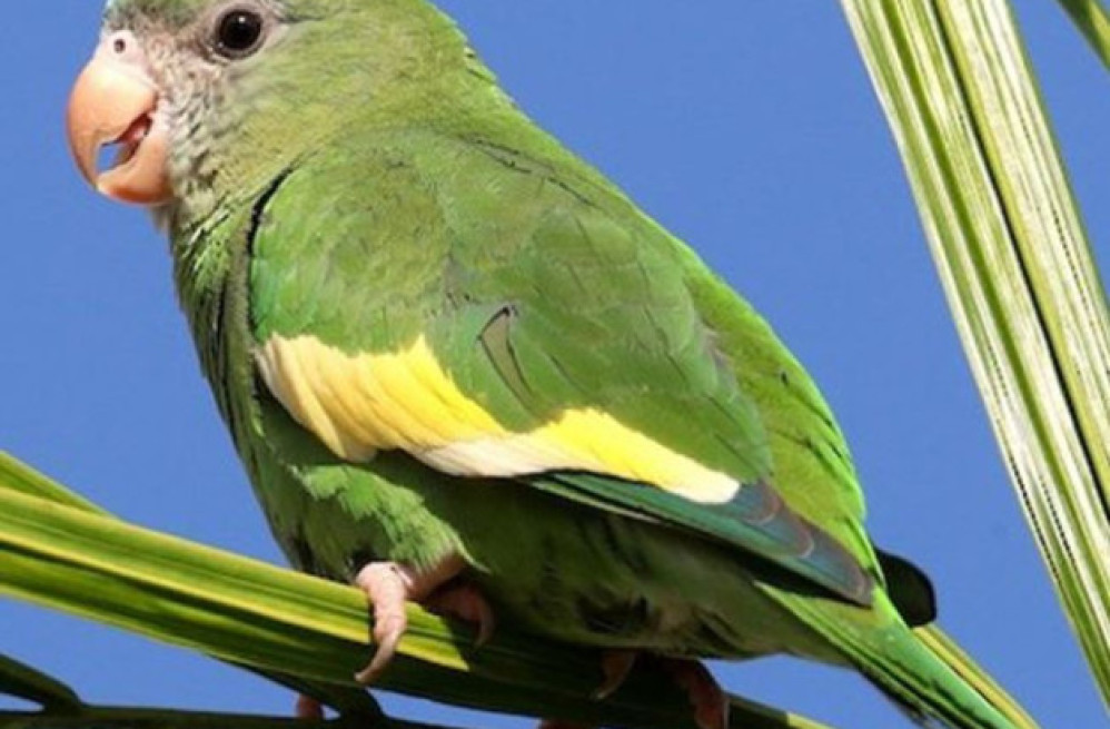 buy-canary-winged-parakeet-big-0