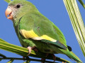 buy-canary-winged-parakeet-small-0