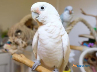 Goffins Cockatoos(Tanimbar Corrella) for Sale=