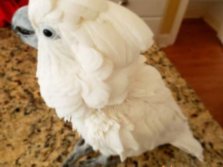 Bare-Eyed Cockatoo (Little Corella Cockatoo) for sale=