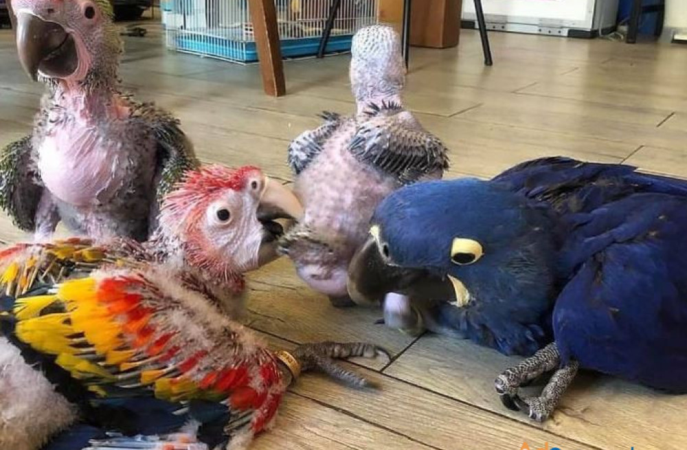 baby-parrots-for-sale-big-0