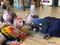 baby-parrots-for-sale-small-0