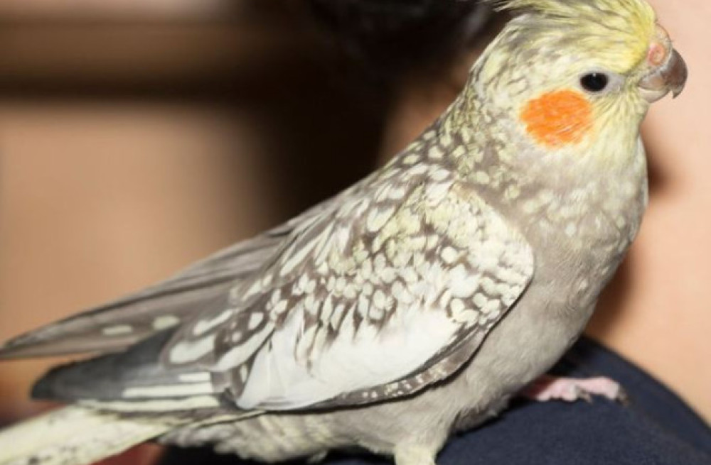 cockatiel-pearl-for-sale-big-0