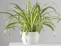 plants-delivered-small-0