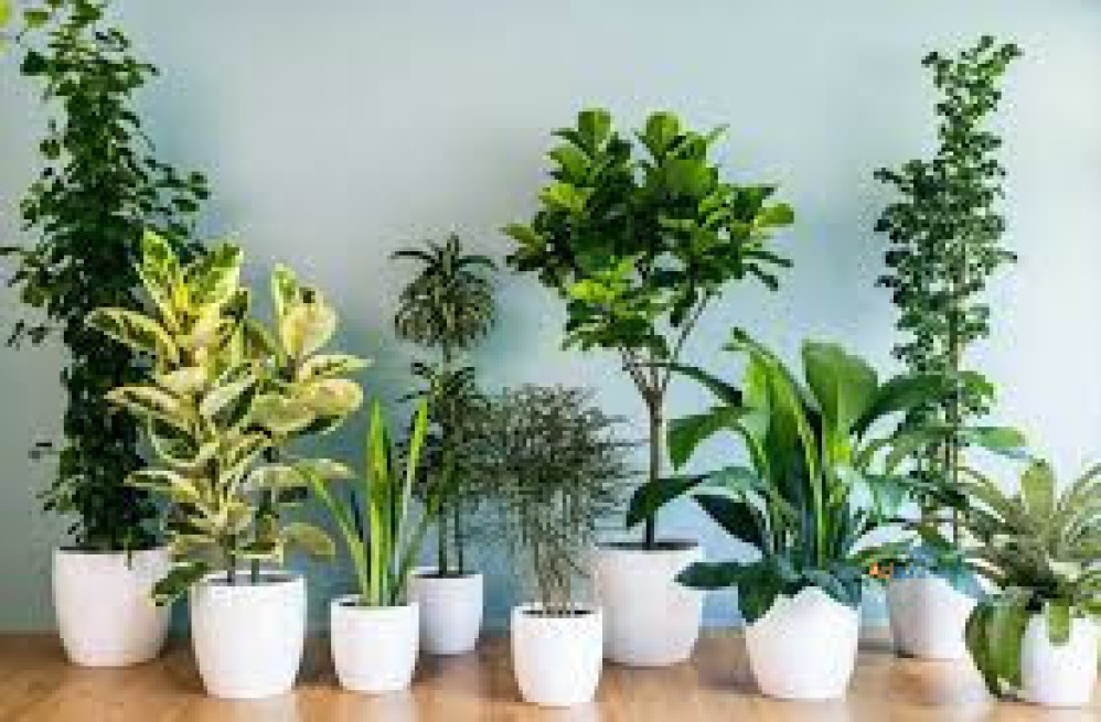 indoor-plants-for-sale-big-0