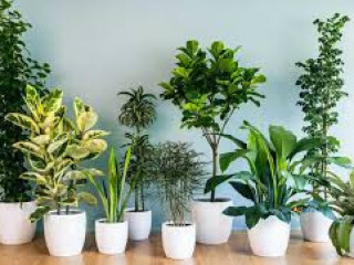 Indoor plants for sale