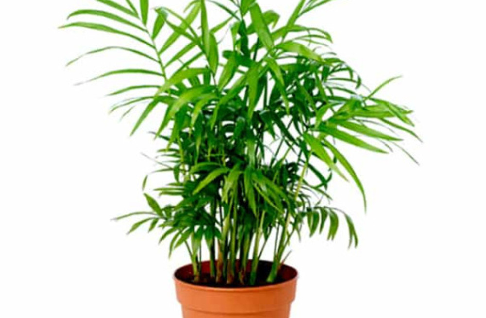 indoor-house-plants-uk-big-0