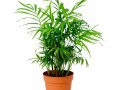 indoor-house-plants-uk-small-0