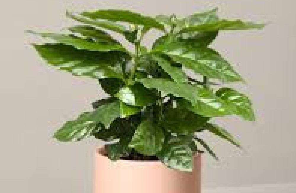 buy-house-plants-online-big-0