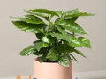 buy-house-plants-online-small-0