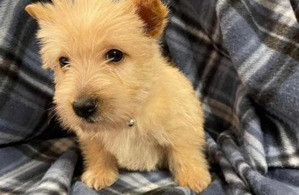 scottish-terrier-puppies-for-sale-big-0