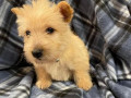 scottish-terrier-puppies-for-sale-small-0