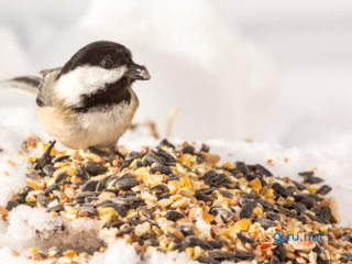 Convenient Bird Food Online at Kennedy Wild Bird Food & Pet Supplies