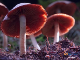 Welcome to Buy Magic Mushroom USA.