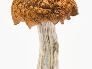 Buy Martinique Mushrooms-